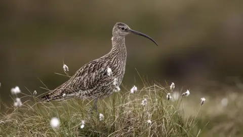 Getty Images Curlew