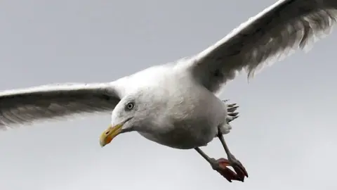 Reuters Seagull