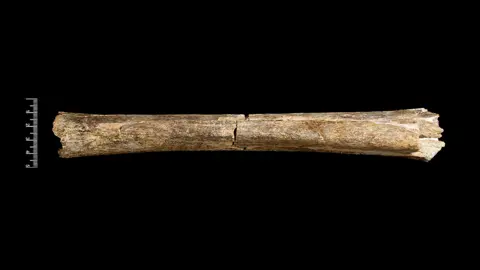NATURAL HISTORY MUSEUM, LONDON/SCIENCE PHOTO LIB A fossil tibia or shinbone from Homo heidelbergensis