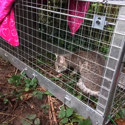 Hazel Richards Savannah cat in cage