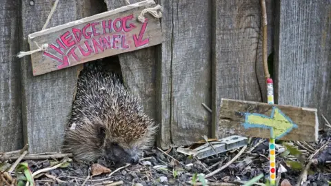 Eleanor Bentall (rspb-images.com) Hedgehog coming through a fence - taken by Eleanor Bentall (rspb-images.com)