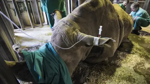 Longleat Egg collection