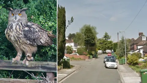 RSPCA | Google Eurasian eagle owl snapped in garden at West Rise, Llanishen