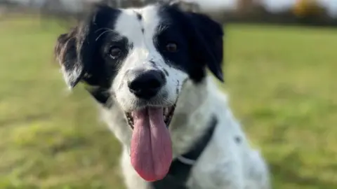 Dogs Trust Salisbury Dog Tassy