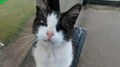 Ginny Hicks Benton the cat sat at Inham Road tram stop.
