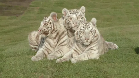 West Midlands Safari Park Ben with others in 2005