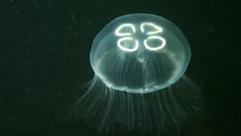 Rob Spray A moon jellyfish underwater. 