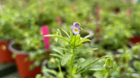 A close-up of a dwarf pansy, featuring a small purple flower on top of a leafy base. There are other plants in the background