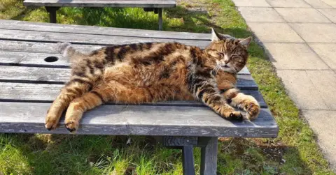 Great Central Railway Onslaught the railway cat lazing in the sun