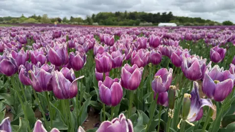 In the foreground, there are thousands of purple tulip heads with green stems. There are trees in the distance.