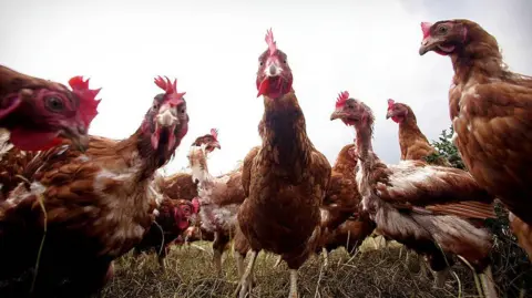 10 chickens with brown feathers in a field