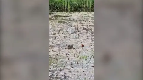 An otter in a pond.