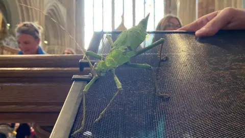 Worcester Cathedral A praying mantis is stood on a black board at the congregation. 