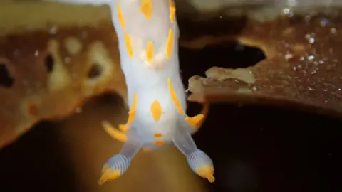 Eleanor Goodman The upper tentacles of a white and yellow sea slug.