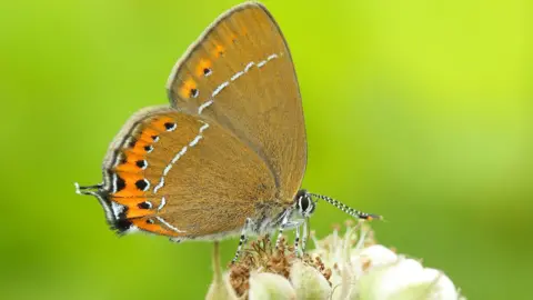 Iain H Leach A butterfly with light brown wings with orange stripes on the tip of the wing. It is standing on a white flower.