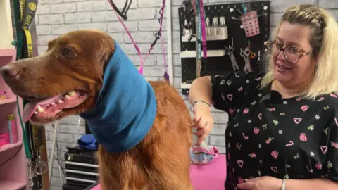 A woman combs a dog's coat at a grooming business, The dog is up on a special table with a soft hood to protest it's ears.