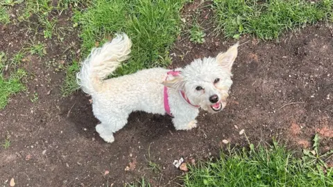 A white fluffy dog is photographed from above on a walk in a grassy park. It has a pink harness on around its front. 