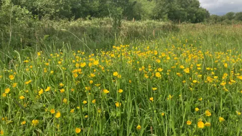 Flowers at Danes Moss in Macclesfield, Cheshire