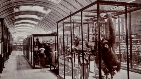PA Historic museum collection room with rows of wooden cabinets and large worktables. The long, vaulted hall was used for storing and studying natural history collections.