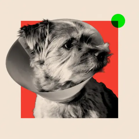 Getty Images A small brown dog wearing a medical collar