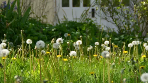PA Wildflowers growing on a lawn. Many dandelion plants are towering over the uncut lawn.