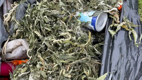 Rob Morgan An open bin bag with cannabis leaves and various bits of rubbish inside of it.