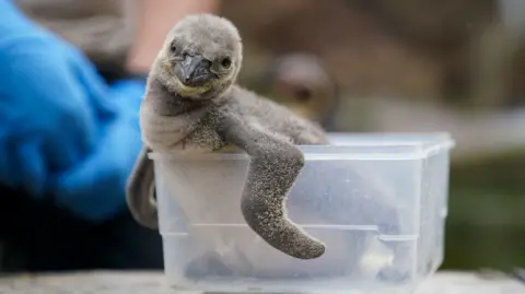 PA Media A grey Humboldt penguin chick is sat in a translucent plastic tub, on a set of scales. There is a person to the side wearing blue surgical gloves. The penguin is looking towards the camera, with its wings hanging over the top of the plastic tub.