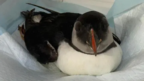 A puffin. He is sat on a paper towel and is facing the camera. 