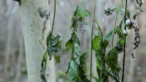 Withered green leaves hanging down in front of a tree trunk.