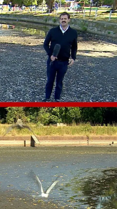 A Vertical image split in two. On the top is a reporter holding a microphone talking to the camera and on the bottom is a pond with a few birds flying a cross it.