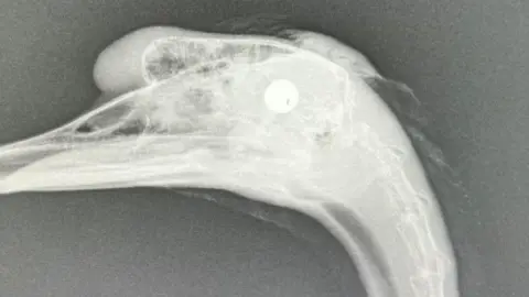 An X-ray of a dead swan showing a ball bearing in its head.