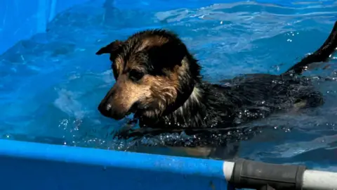 County Durham and Darlington Fire and Rescue Service Dog in paddling pool