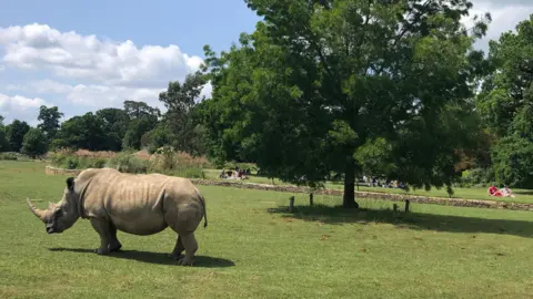SunshineDan A rhino stands on grass beside a tree at a wildlife park. People can be seen on the other side of a small wall sitting watching. White fluffy clouds can be seen against the blue sky.