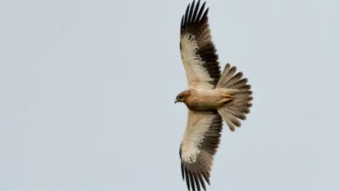 Andy Maher A Booted Eagle flying - it has brown and white feathers