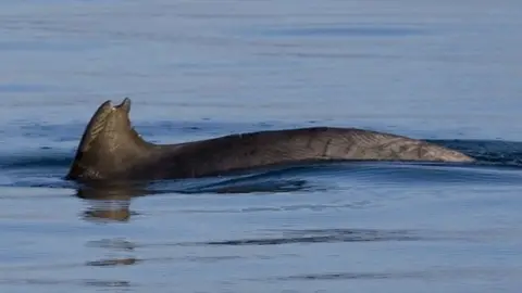 Nic Davies Dolphin called Clet