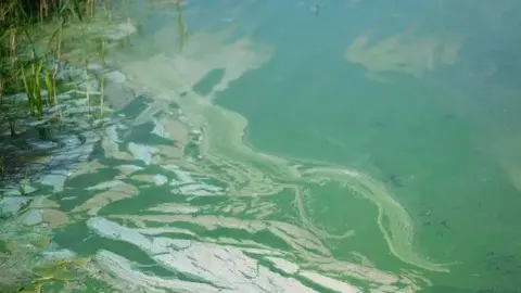 A body of water with a greenish tinge caused by blue-green algae.