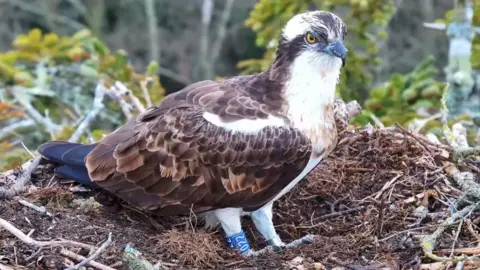 Birds of Poole Harbour Osprey 022
