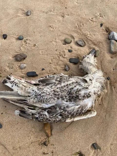 Dr Andy Suggitt Dead Herring Gull