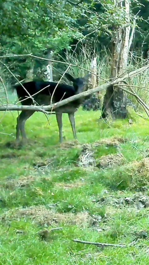 A deer standing behind a branch