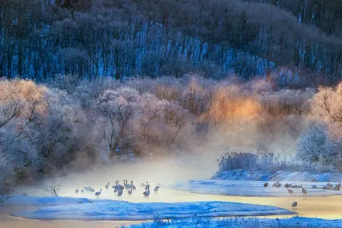 Hira Punjabi saat matahari terbit di Hokkaido, Jepang, crane merah bermahkota bergerak melalui tabir kabut, bentuk anggun mereka hampir seperti sapuan kuas di atas kanvas.