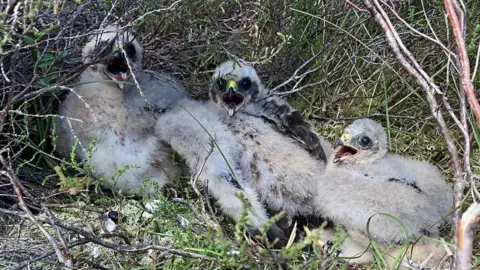 Hawk and Owl Trust Three hen harrier chicks - little fluffy birds - squawk towards the camera from a wooded area surrounded by twigs