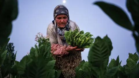 DIMITAR DILKOFF / AFP A woman collects tobacco leaves near the village of Kukuryak, bULGARIA