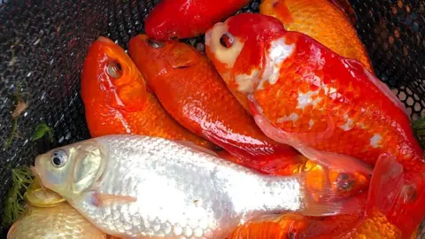 Goldfish are seen after being caught in a lake. They are orange and white in colour.