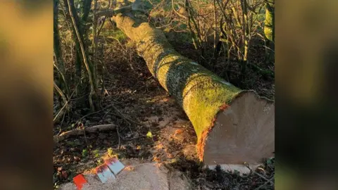 HSE The exposed tree trunk of a tree, which lies on its side in a forest after having been felled.