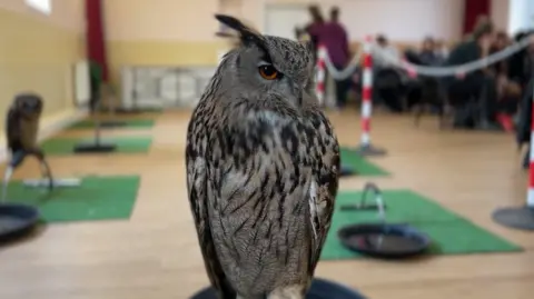A grey and black owl in a hall. It is on a perch in a roped off area. There are other birds photographed out of focus behind and a group of people on the other side of the rope.