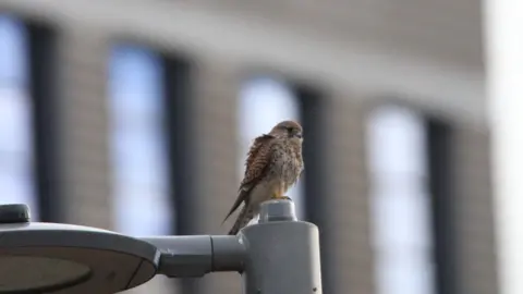 Tom Bellamy A kestrel sits on a lamppost next the University of the Arts London campus