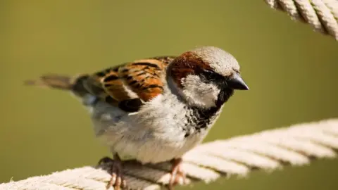 Science Photo Library House sparrow