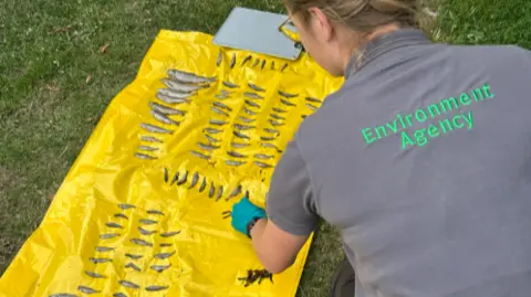 A picture of a lady wearing a grey shirt. She has Environment Agency written in green on the back. There is a yellow sheet with dead fish. 