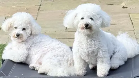 Mike Walton The two Bichon Frisé dogs without coats on looking at the camera 