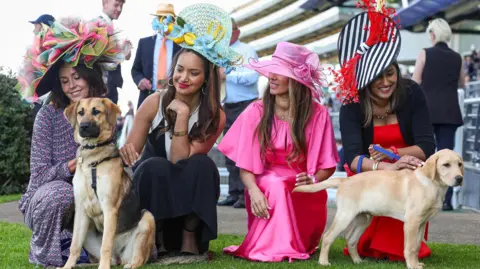 Four ladies bent down are wearing long colourful dress with big hats and fascinators are holdin leads for two dogs a german shepherd to the left and a labrador to the right.